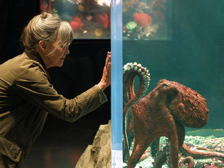 An octopus rescues Sally Field in Remarkably Bright Creatures