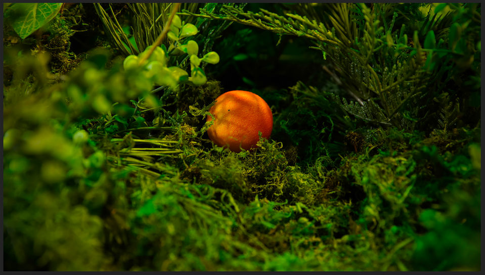 Photo 3 Citric_Still_2.jpg