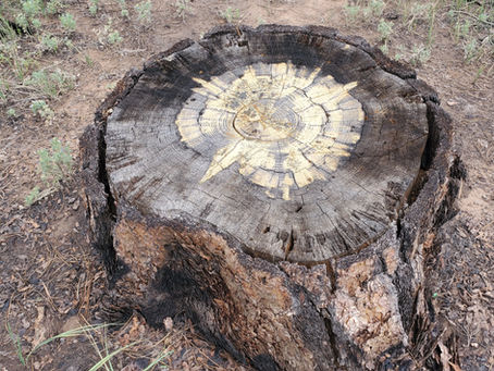 The Forest We Inherited Is Not Always the Forest We Need to Keep