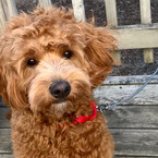 Red Goldendoodle puppies Iowa