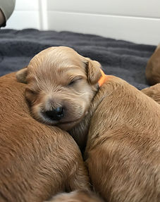 ethical Goldendoodle Breeder