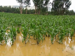 Ante llegada de El Niño, el MAG insta a productores a blindar cultivos y ganado