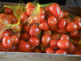 Proyectan exportar 600 toneladas de tomate en esta semana al mercado argentino