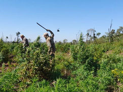 “Nueva Alianza 53” culminó con más de 1.000 toneladas de marihuana eliminadas al narcotráfico