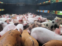 Impulsan producción rural en Guairá: Segunda entrega de cerdos y plantines del gobierno departamental