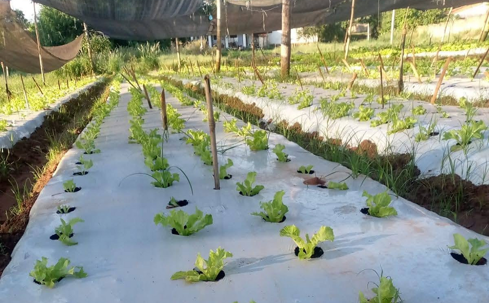 SNPP abre nuevos cursos gratuitos en Guairá: Ofrecen formación en agricultura, hogar e informática