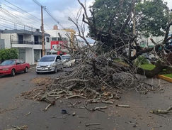 Parte de un árbol cae sobre un motociclista en Encarnación