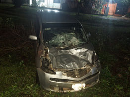 Vacas sueltas causan accidente: La Policía reportó sólo daños materiales