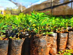 Fiscalizan uso de suelos en zonas de bosque: Infona interviene ante irregularidades detectadas