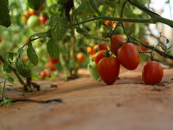 Plan Nacional del Tomate avanza hacia el abastecimiento sostenible durante todo el año