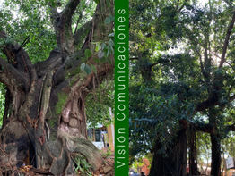 Premiación al árbol coloso ganador: Este domingo sobre las calles Coronel Oviedo y 14 de Mayo
