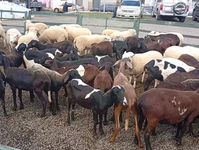 Entregan ovejas a comités y organizaciones: Gobernador de Guairá busca fortalecer la producción ovina