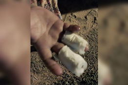 Hirió a su pareja con machete: Hombre se dio a la fuga luego del ataque
