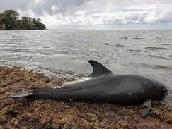 Más de 30 delfines mueren tras el derrame de crudo en el mar Negro