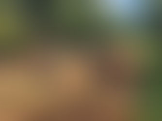 Trabajos de mejora en el Parque del Guairá: Piden comprensión por obras de mejoramiento 