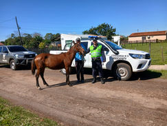 ¡Don Julio recupera su caballo!: Karumbecero y la Policía lograron hallarlo tras operativo conjunto