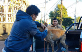 Policías auxilian a perro en situación de calle: Recibió atención veterinaria y quedó bajo resguardo
