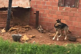 Investigan supuesto maltrato animal: Rescatan a pastor alemán tras allanamiento