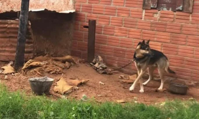 Investigan supuesto maltrato animal: Rescatan a pastor alemán tras allanamiento
