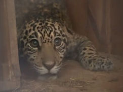 Jerovía, el jaguareté rescatado, inicia una nueva etapa en Itaipú