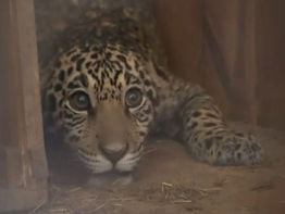 Jerovía, el jaguareté rescatado, inicia una nueva etapa en Itaipú