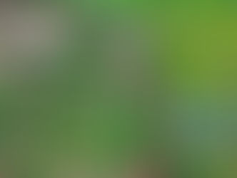 Golpe de USD 25,6 millones al narcotráfico con destrucción de casi 60 hectáreas de marihuana en Amambay