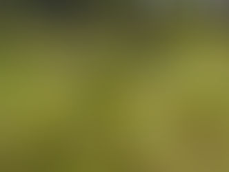 ITAPÚA: Denuncian faenamiento clandestino tras desaparición de una vaca en Cambyretá.