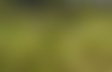ITAPÚA: Denuncian faenamiento clandestino tras desaparición de una vaca en Cambyretá.