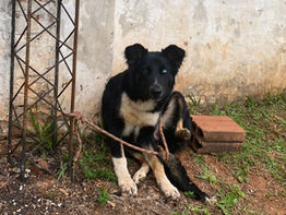 Gobernación impulsa campaña de esterilización: Atención animal llegó al barro Lomas Valentinas