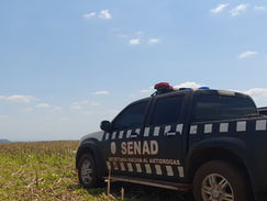 589 toneladas de marihuana sacadas de circulación en seis días de la operación Nueva Alianza 52