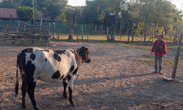 Recuperan animales vacunos: Rápida acción policial permitió recuperar las vacas