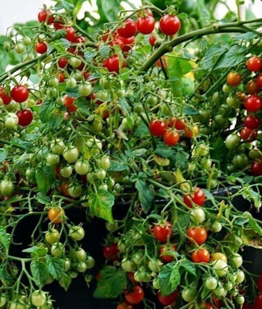 Miniatyrbild: Hundred trough thousands 100/1000