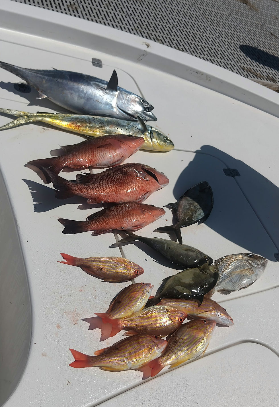 Offshore Fishing Success Stories Tips for Catching Lane Mangrove Red Snapper and More