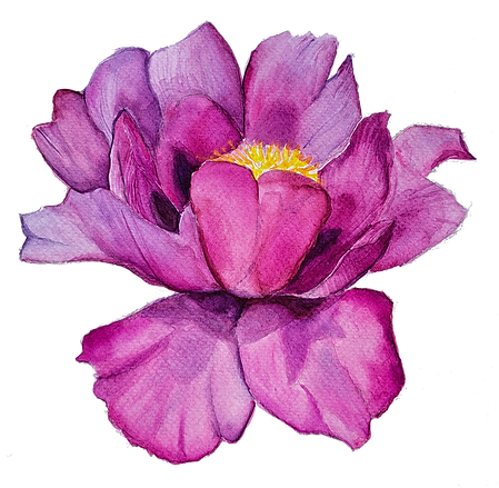 Blume_fuchsia_freigestellt_V3D_72dpi_small.png