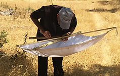 la maladie bactérienne Xylella fastidio