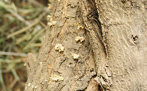 pict8_neir_sciure_degagee.JPG