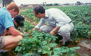 19950628_Calif_Salina_region_Strawberry