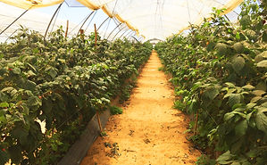 20160530_Driscolls_farms (21).JPG