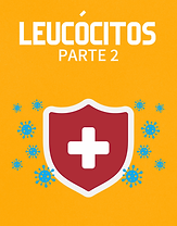 Leucócitos - Parte 2.png