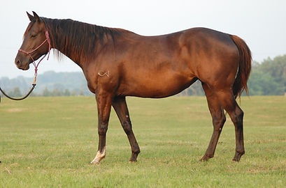 CA Queen Sheba