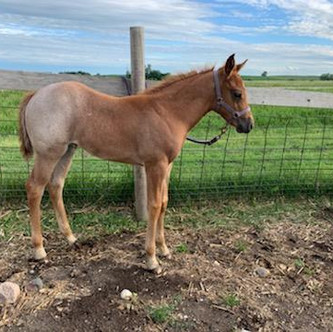Red/Bay Roan Filly out of LJSR Scoria Road and by Sweet San Dually