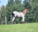 Karat's Blue Roan filly 2025