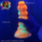 flop medusa's rattle GITD