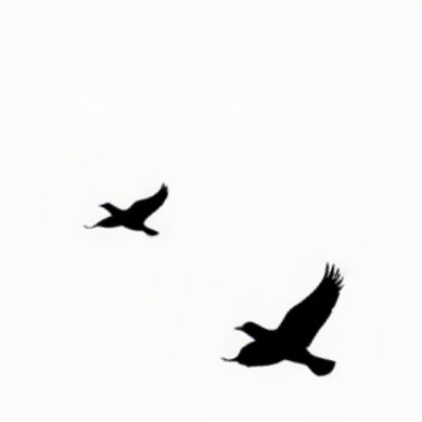 5 black minimalist birds flying in a row