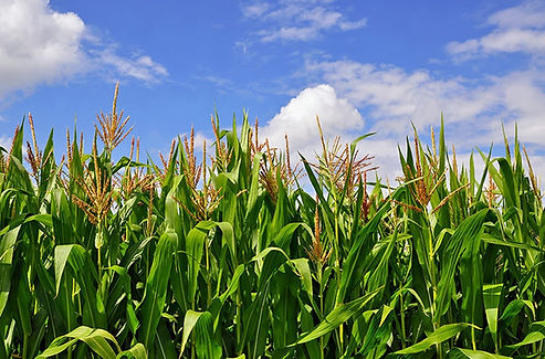 cellulosic-biofuel.webp
