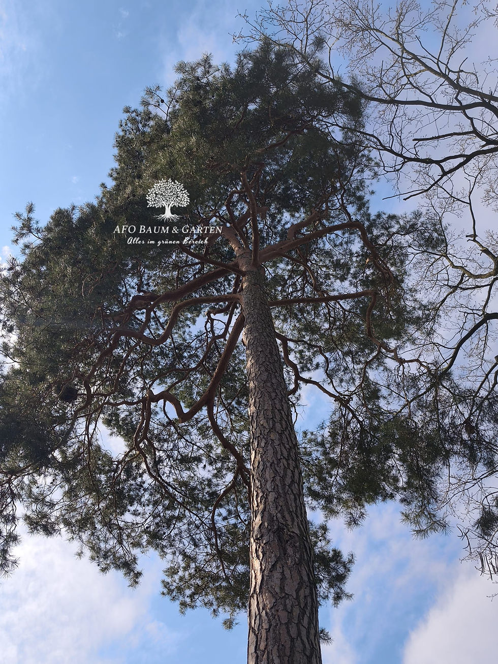 eine ausgewachsene Kiefer mit vitaler Krone