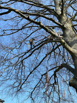 ein Baumkletterer in einer großen Buche