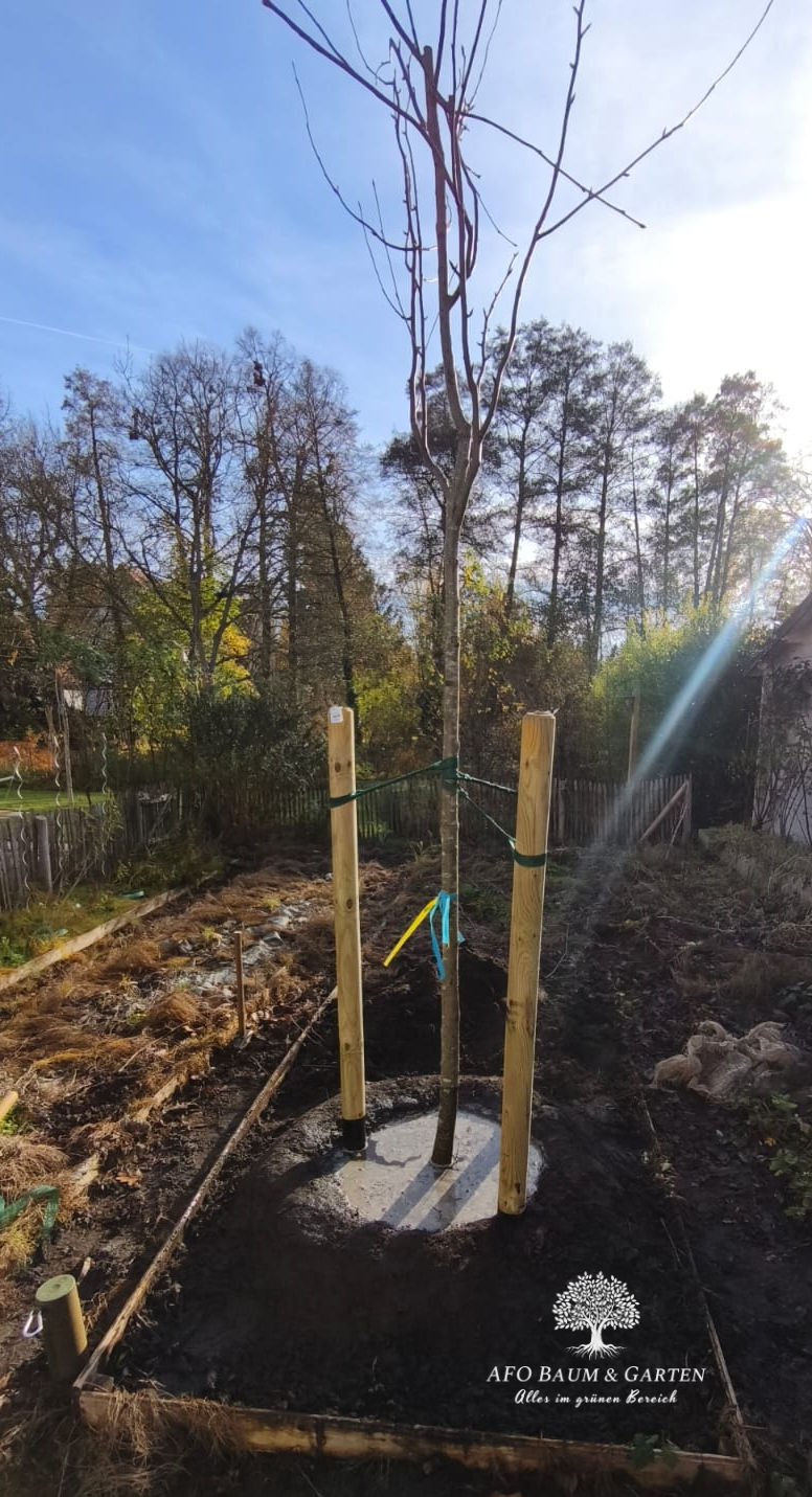 Baumneupflanzung