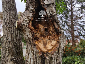 Massive Stammfäule an Walnussbaum
