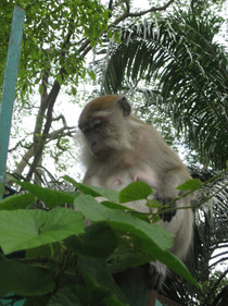 0415 Monkeys in Lake Gardens